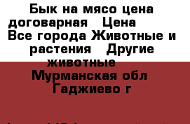 Бык на мясо цена договарная › Цена ­ 300 - Все города Животные и растения » Другие животные   . Мурманская обл.,Гаджиево г.